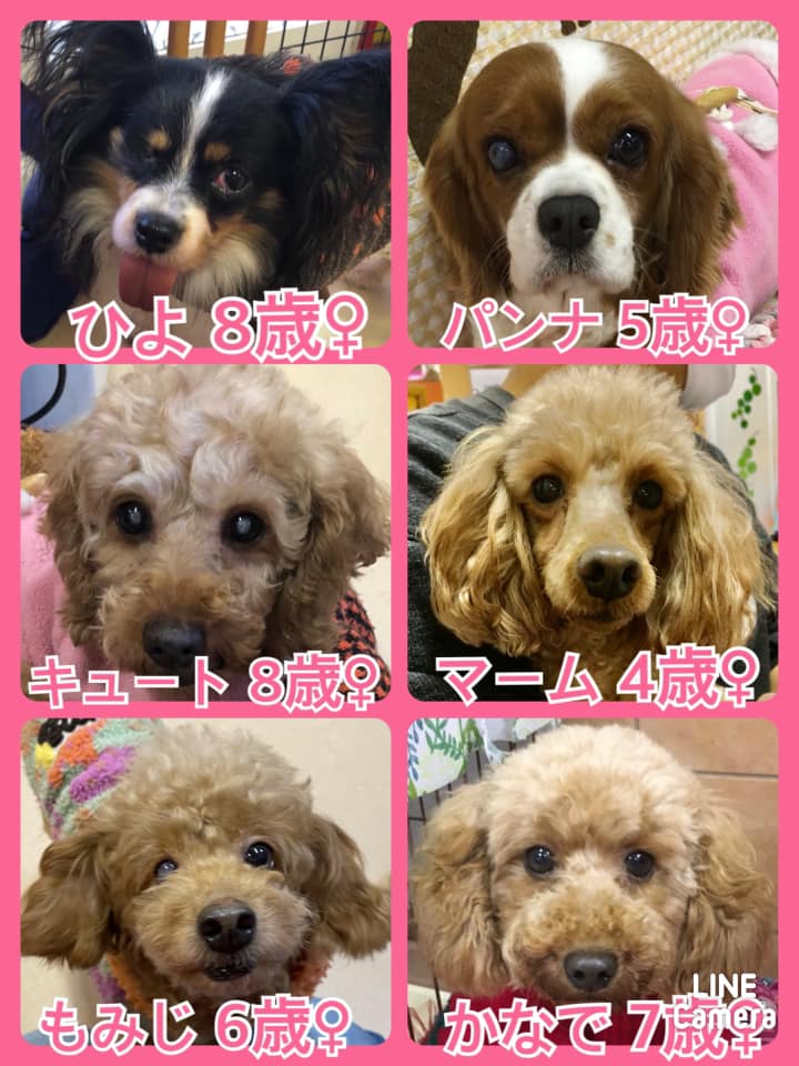 🐾今日の里親様募集中ワンコ🐶メンバーです🐾2020,12,24